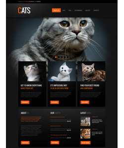 Moto CMS HTML šablona na téma Zvířata č. 41603